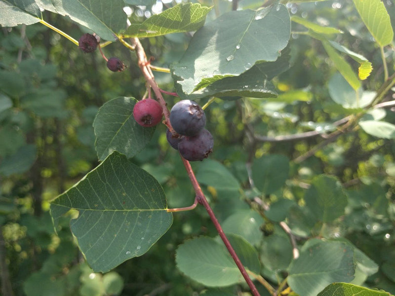 Saskatoon Berry Compote - Forbes Wild Foods