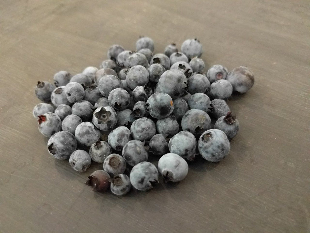 Fresh Blueberries - Forbes Wild Foods