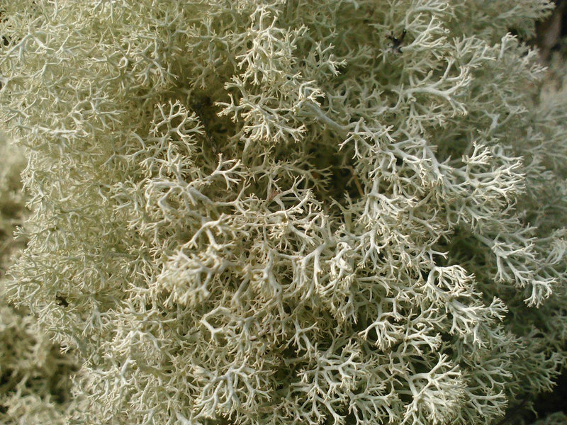 Caribou Lichen - Forbes Wild Foods