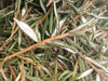 Labrador Tea - Forbes Wild Foods