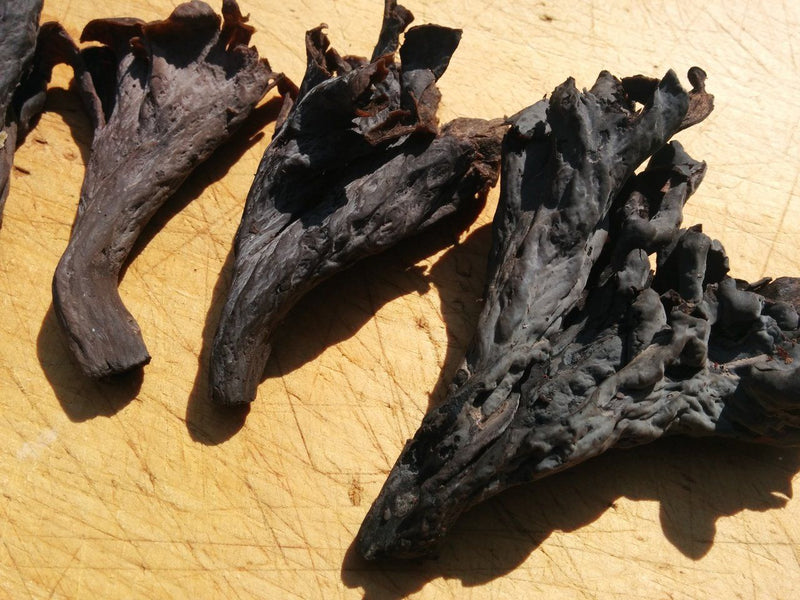 Black Trumpet Mushrooms - Forbes Wild Foods