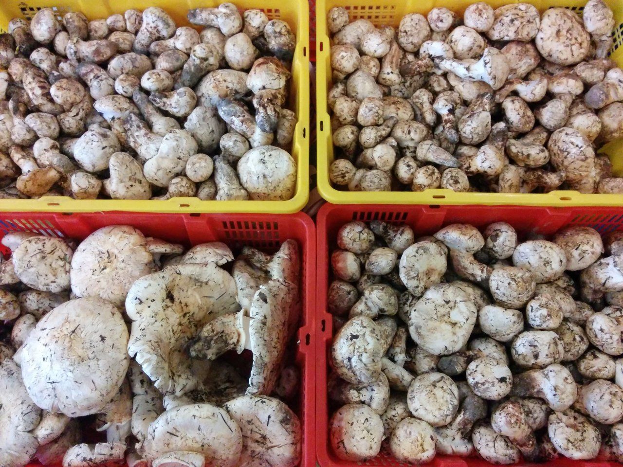 Matsutake (Pine) Mushrooms – Forbes Wild Foods