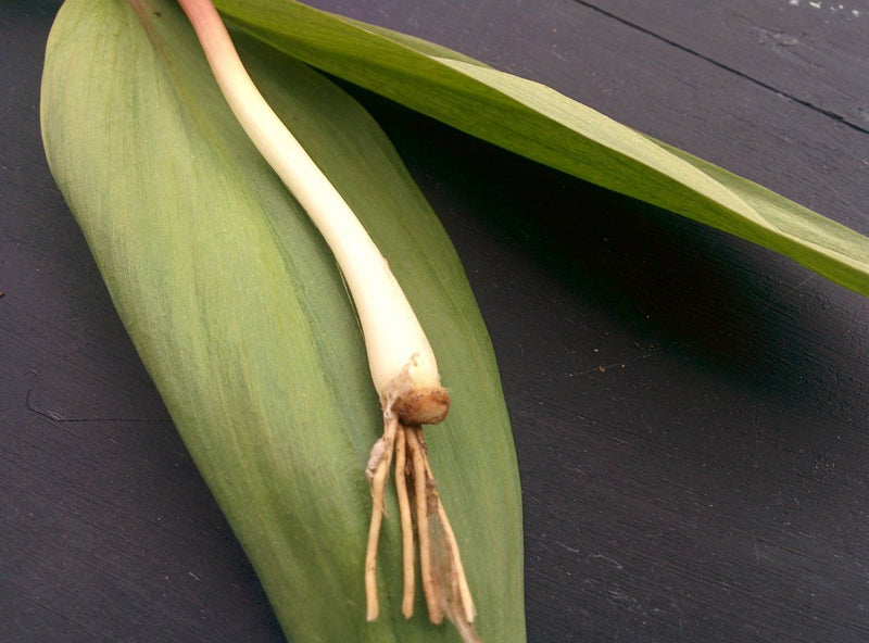 Allium tricoccum, wild leek, ramps