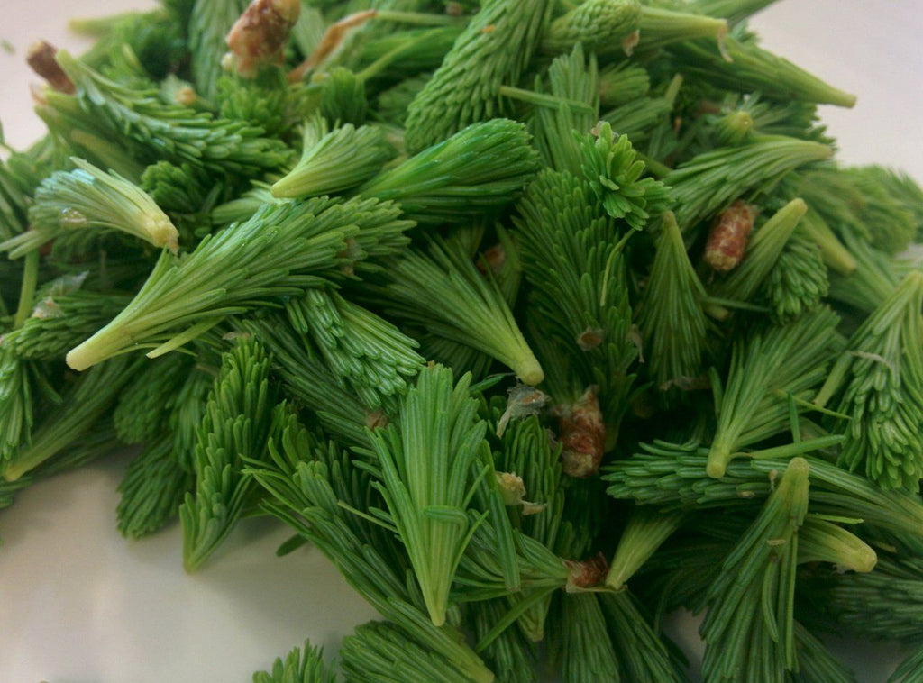 Spruce Tips - Forbes Wild Foods