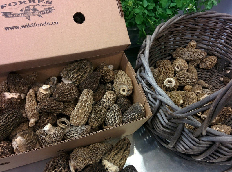 Morel Mushrooms - Forbes Wild Foods