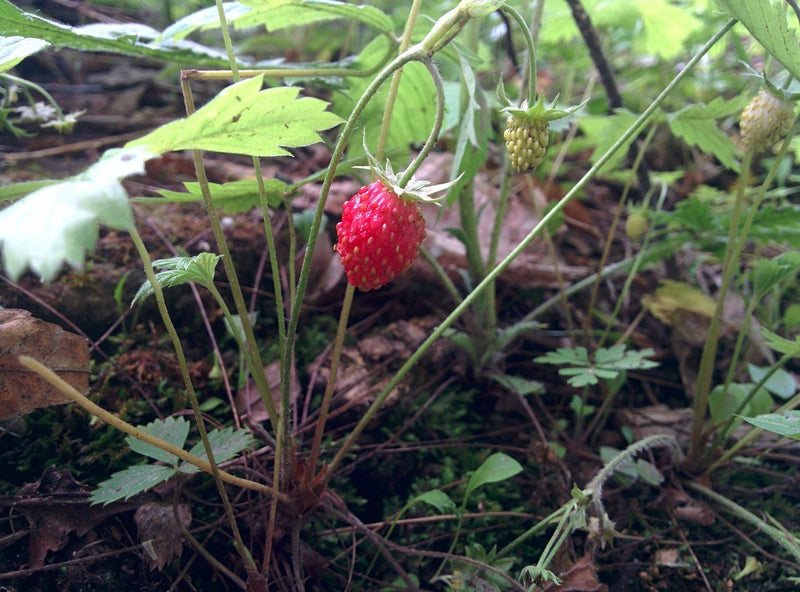 Wild Strawberry Compote - Forbes Wild Foods