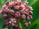 Pickled Milkweed Pods - Forbes Wild Foods