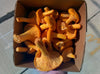 Fresh Chanterelles - Forbes Wild Foods