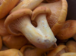 Fresh Chanterelles - Forbes Wild Foods