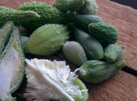 Pickled Milkweed Pods - Forbes Wild Foods
