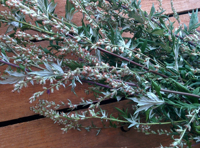 Common Mugwort - Forbes Wild Foods