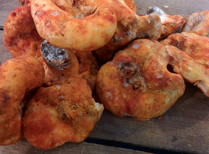 Lobster Mushroom - Forbes Wild Foods