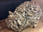 Hen of the woods