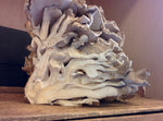 Hen of the woods cross section 