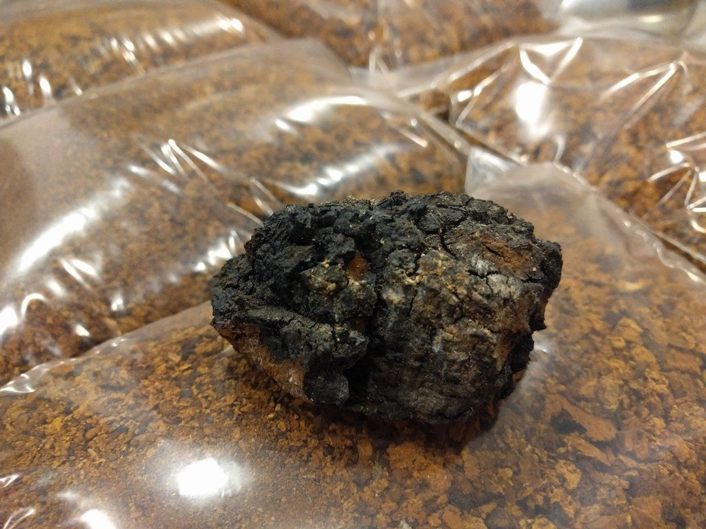 Chaga Pieces - Forbes Wild Foods