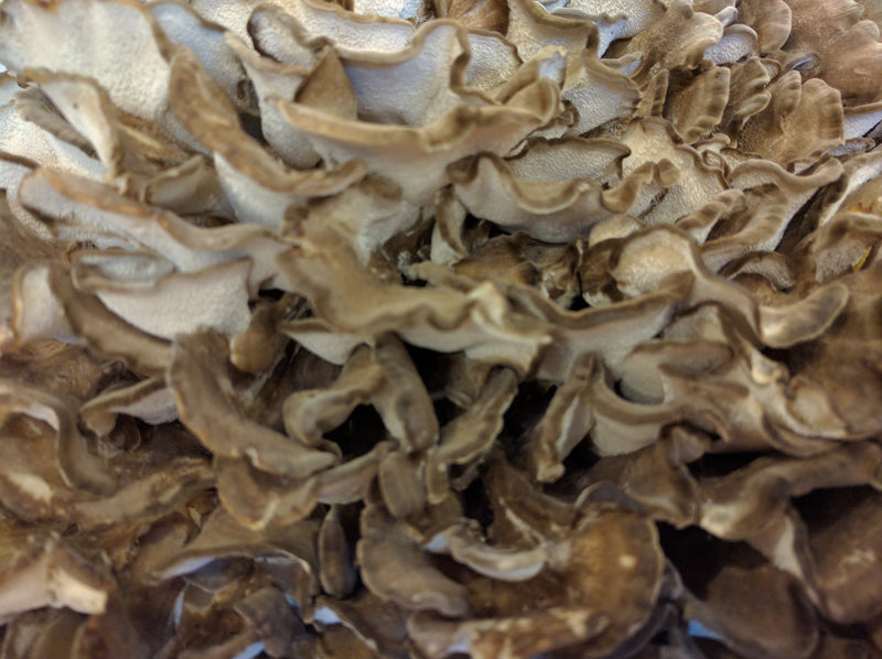 Close up hen of the woods