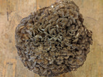 Maitake , hen of the woods