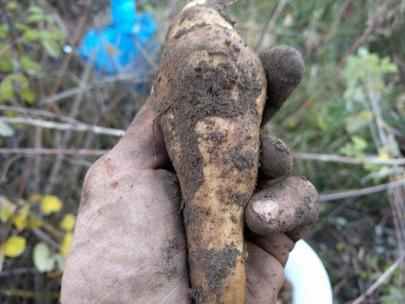 Jerusalem Artichoke - Forbes Wild Foods