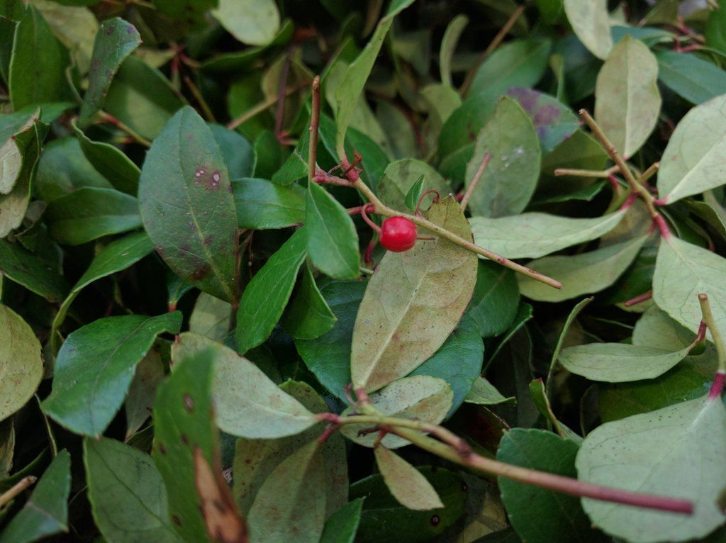 Wintergreen - Forbes Wild Foods