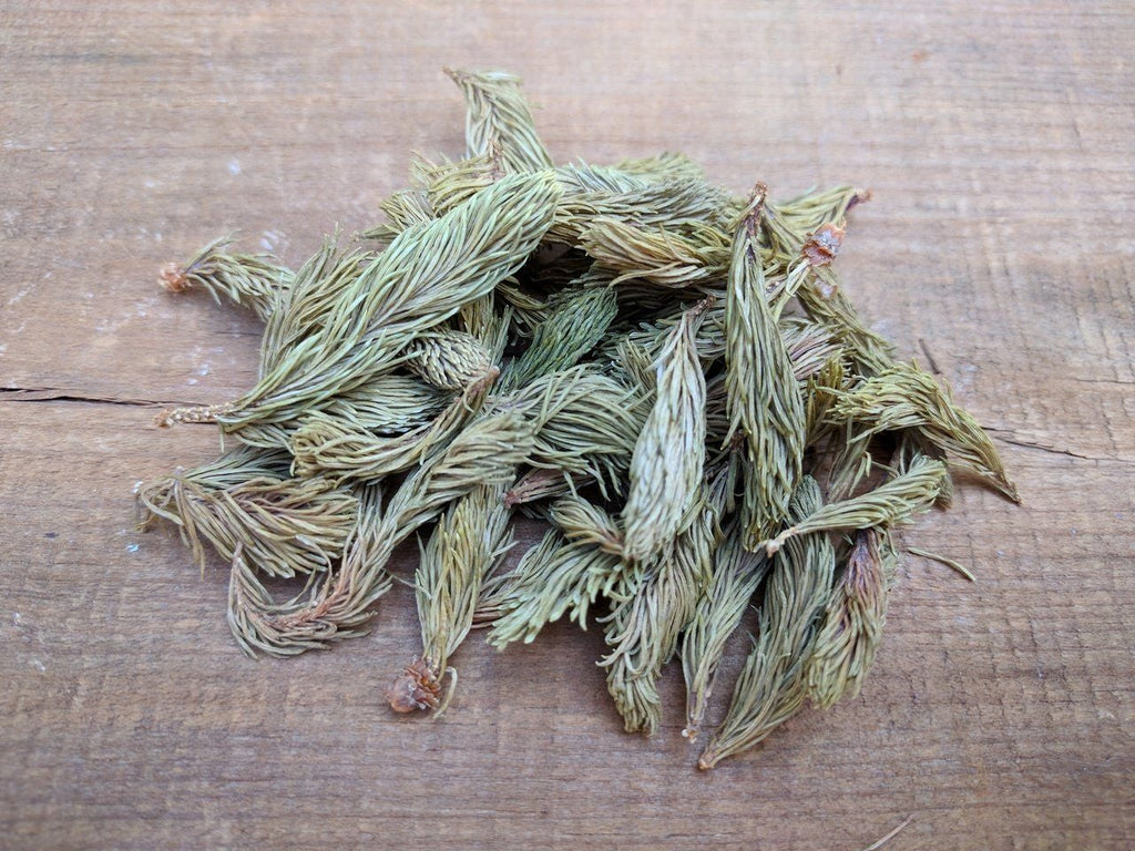 Dried Black Spruce Tips - Forbes Wild Foods
