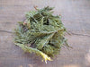 Dried Balsam - Forbes Wild Foods