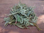 Dried Cedar Leaf - Forbes Wild Foods