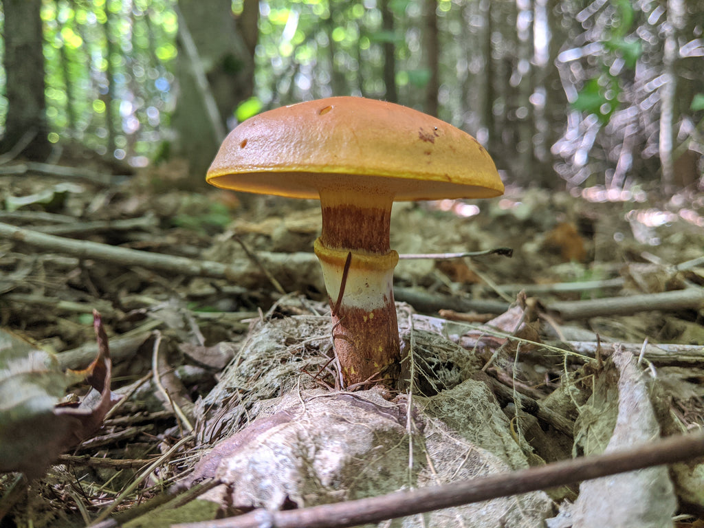 Larch Bolete - Suillus Grevillei - Forbes Wild Foods