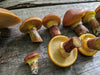 Larch Bolete - Suillus Grevillei - Forbes Wild Foods