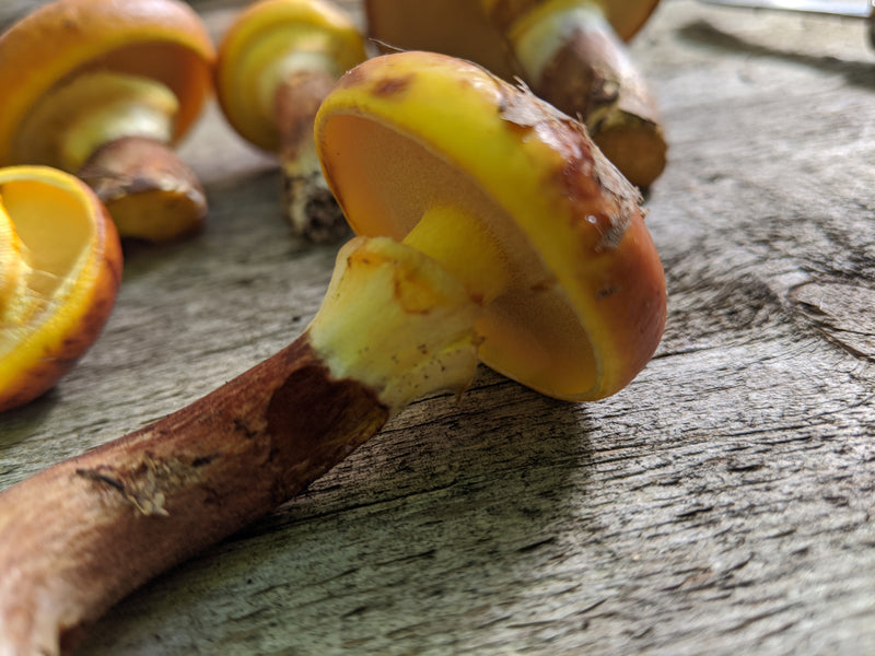 Larch Bolete - Suillus Grevillei - Forbes Wild Foods