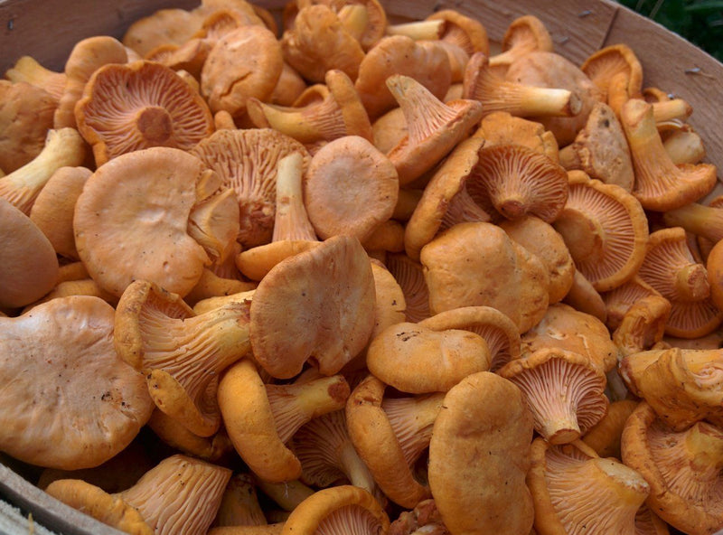 Fresh Chanterelles - Forbes Wild Foods