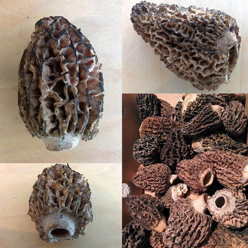 Fresh Morels Fresh Morels – Forbes Wild Foods