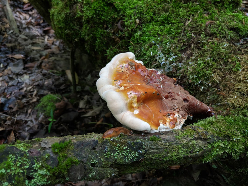 Ganoderma tsugae