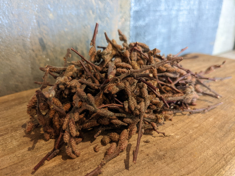Sweet Fern Catkins - Forbes Wild Foods