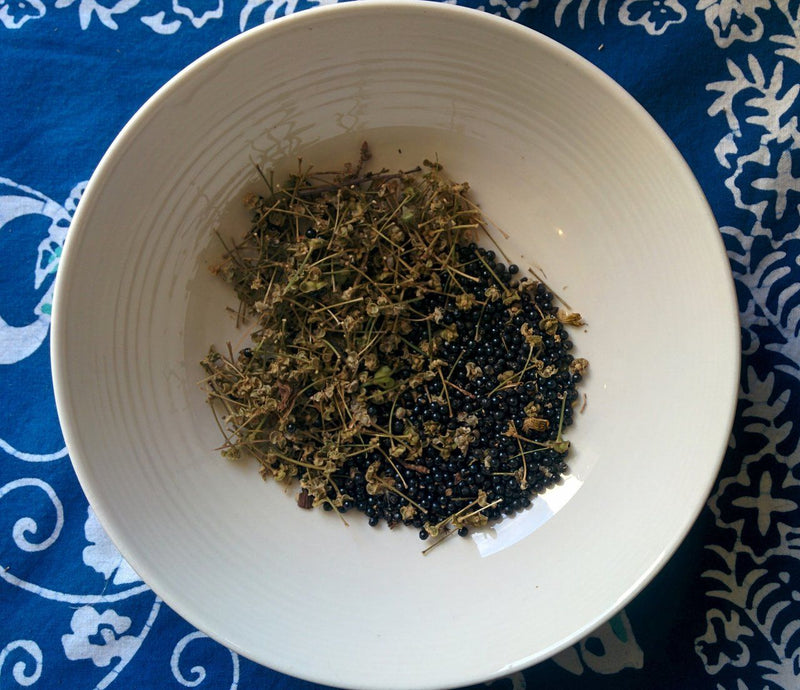 Wild Leek Seeds - Forbes Wild Foods